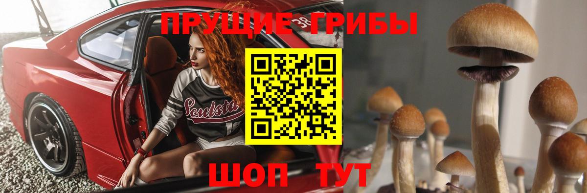 Псилоцибиновые грибы Psilocybe Красногорск